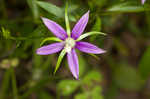 Florida bellflower